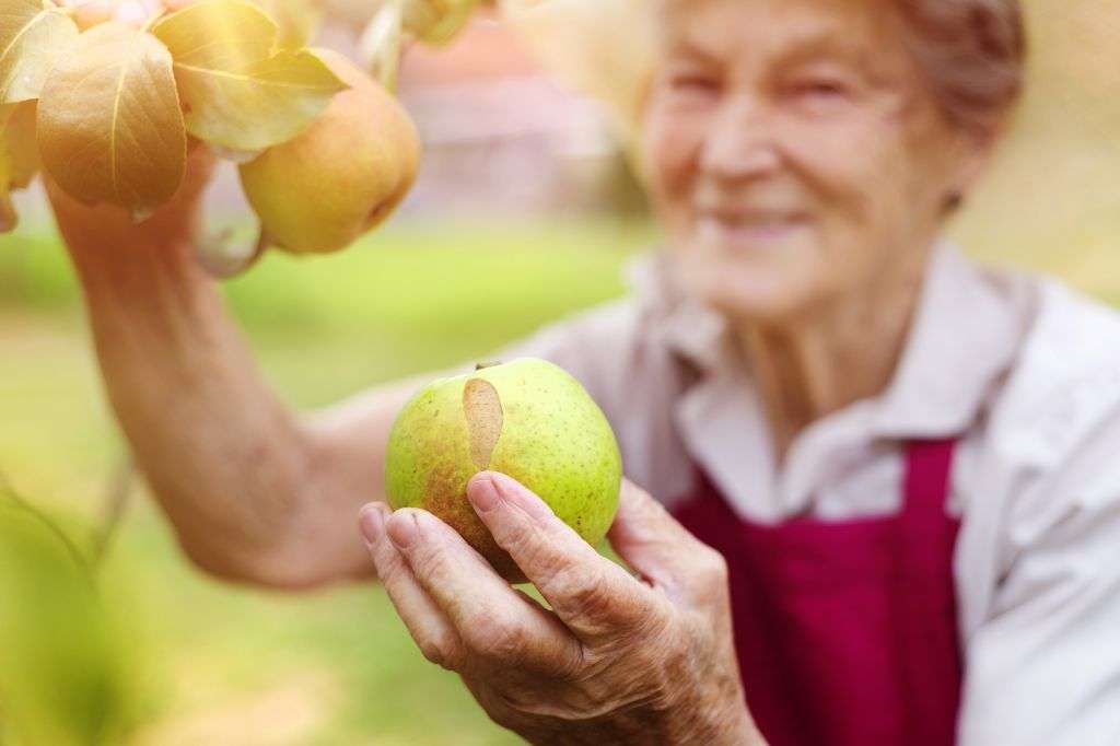 Senior volunteer woman harvesting pears