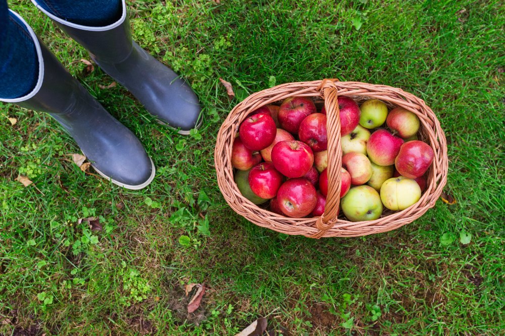 Basket of apples on the ground