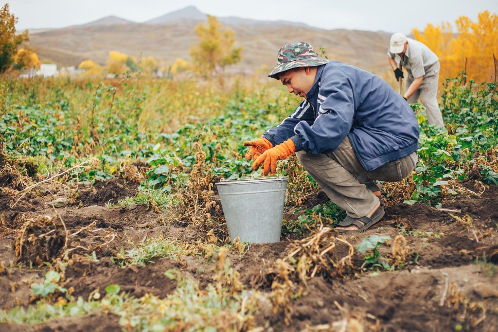 Volunteers harvesting potatoes in a field