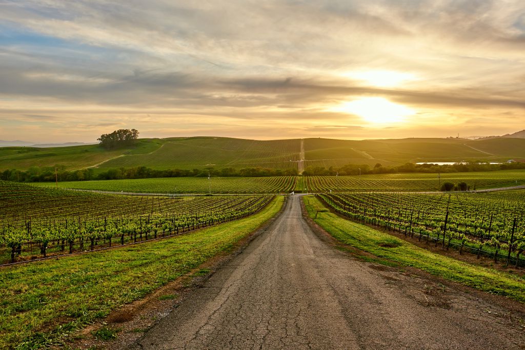 Dirt road with vineyards on each side in rural California